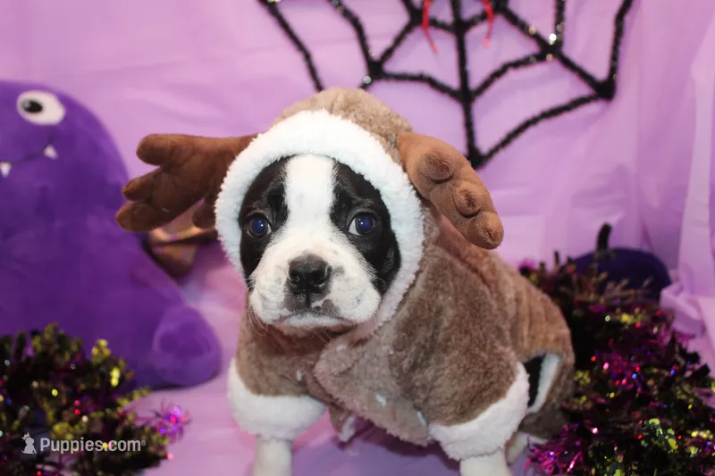 Nash A Gentle Soul with Eyes That Melt Hearts – Boston Terrier puppy for sale in Brooksville, FL