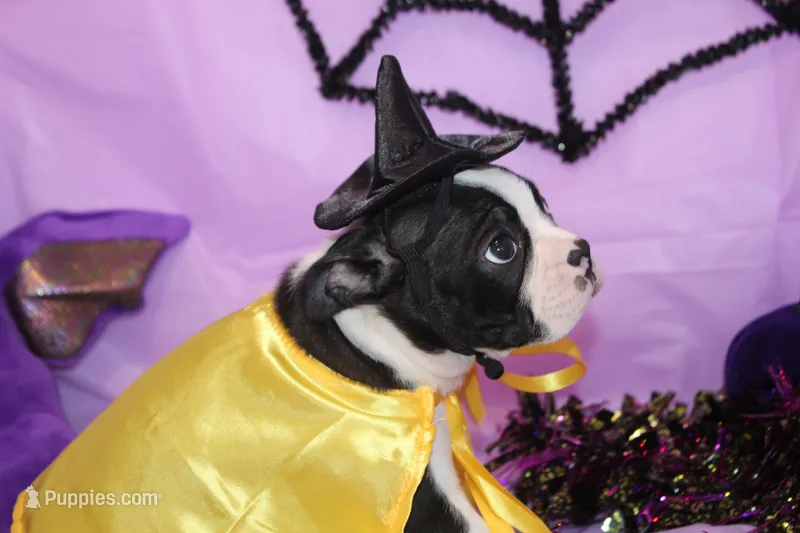 Zellah Our Curious Little Girl with a Big Personality – Boston Terrier puppy for sale in Brooksville, FL