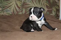 Taz, a male Boston Terrier for sale in Brooksville, FL – 5 of 5