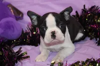 Minka Ready to Go, a female Boston Terrier for sale in Brooksville, FL – 5 of 6