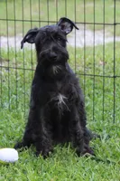 Scarlet, a female Miniature Schnauzer for sale in Brooksville, FL – 2 of 7