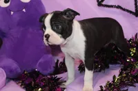 Zellah Our Curious Little Girl with a Big Personality, a female Boston Terrier for sale in Brooksville, FL – 3 of 10