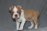 Dusty, a male Boston Terrier for sale in Brooksville, FL – 4 of 8
