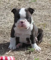 Roscoe, a male Boston Terrier for sale in Brooksville, FL – Photo 1 of 3