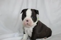 Roscoe, a male Boston Terrier for sale in Brooksville, FL – Photo 2 of 3