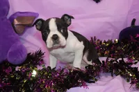 Kiki the Little Firecracker, a female Boston Terrier for sale in Brooksville, FL – 9 of 9