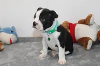 Nash A Gentle Soul with Eyes That Melt Hearts, a male Boston Terrier for sale in Brooksville, FL – 10 of 10