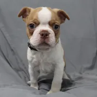 Dusty, a male Boston Terrier for sale in Brooksville, FL – 7 of 8