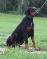 Ready to Breed AKC Euro Doberman Female Full Registration, a female Doberman Pinscher for sale in Brooksville, FL – 3 of 4