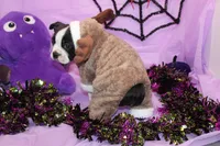 Nash A Gentle Soul with Eyes That Melt Hearts, a male Boston Terrier for sale in Brooksville, FL – 4 of 10