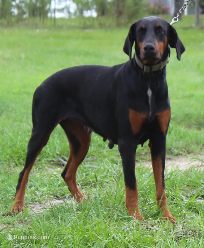 Ready to Breed AKC Euro Doberman Female Full Registration – Doberman Pinscher puppy for sale in Brooksville, FL