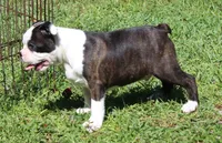 Bongo Make sure to read description, a male Boston Terrier for sale in Brooksville, FL – 6 of 10