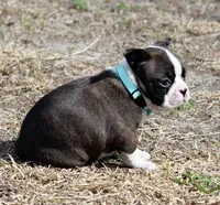 Evie, a female Boston Terrier for sale in Brooksville, FL – Photo 3 of 3