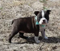 Evie, a female Boston Terrier for sale in Brooksville, FL – Photo 1 of 3