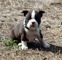Evie, a female Boston Terrier for sale in Brooksville, FL – Photo 2 of 3