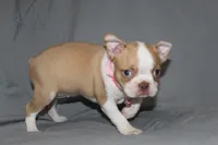 Luna, a female Boston Terrier for sale in Brooksville, FL – 7 of 7