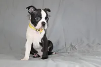 Daisy, a female Boston Terrier for sale in Brooksville, FL – 4 of 7