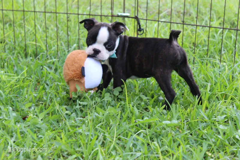 Zola – Boston Terrier puppy for sale in Brooksville, FL