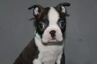 Lucy, a female Boston Terrier for sale in Brooksville, FL – 1 of 6