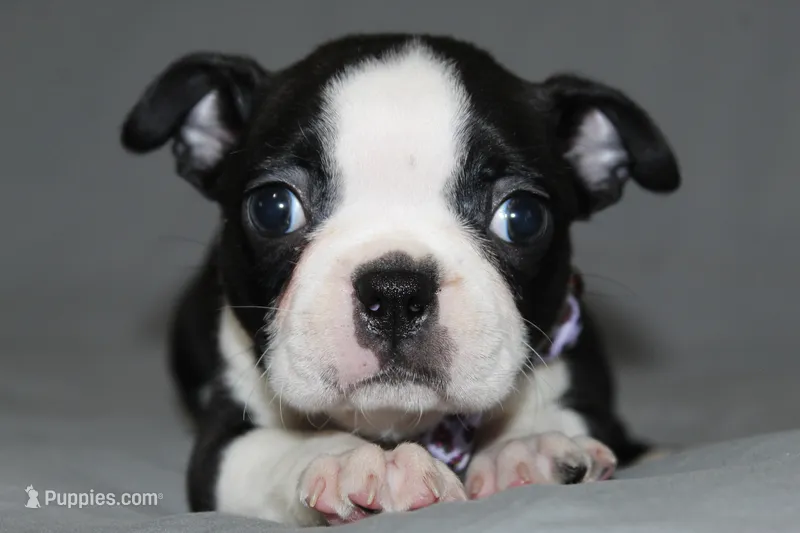 Diana – Boston Terrier puppy for sale in Brooksville, FL
