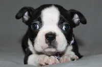 Diana, a female Boston Terrier for sale in Brooksville, FL – 1 of 6
