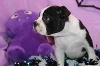 Nash A Gentle Soul with Eyes That Melt Hearts, a male Boston Terrier for sale in Brooksville, FL – 6 of 10