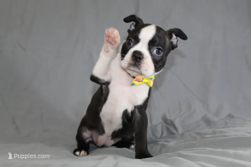 Daisy – Boston Terrier puppy for sale in Brooksville, FL