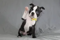 Daisy, a female Boston Terrier for sale in Brooksville, FL – 1 of 7