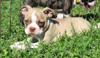 Tiger, a male Boston Terrier for sale in Brooksville, FL – 4 of 4