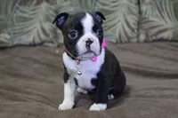 Vivi, a female Boston Terrier for sale in Brooksville, FL – 6 of 9