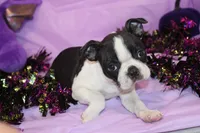 Kiki the Little Firecracker, a female Boston Terrier for sale in Brooksville, FL – 7 of 9