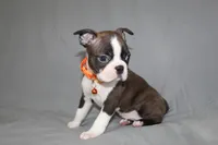 Demi, a female Boston Terrier for sale in Brooksville, FL – 7 of 7