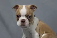 Dusty, a male Boston Terrier for sale in Brooksville, FL – 8 of 8
