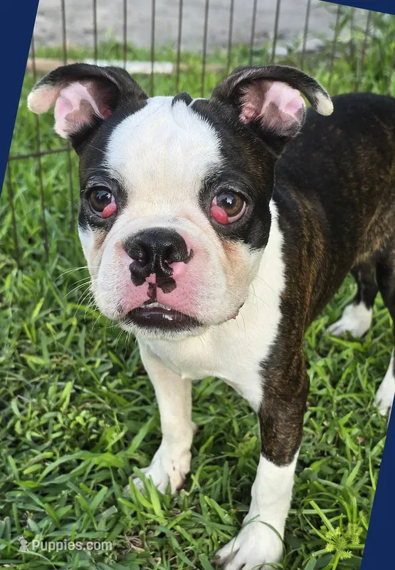 Bongo Make sure to read description – Boston Terrier puppy for sale in Brooksville, FL