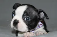 Diana, a female Boston Terrier for sale in Brooksville, FL – 6 of 6