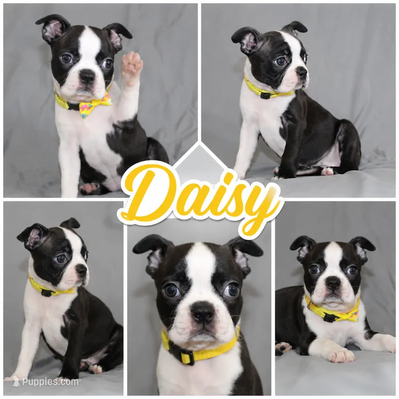 Daisy Full of Love and Mischief – Boston Terrier puppy for sale in Brooksville, FL