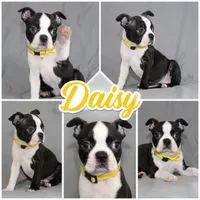 Daisy, a female Boston Terrier for sale in Brooksville, FL – 2 of 7