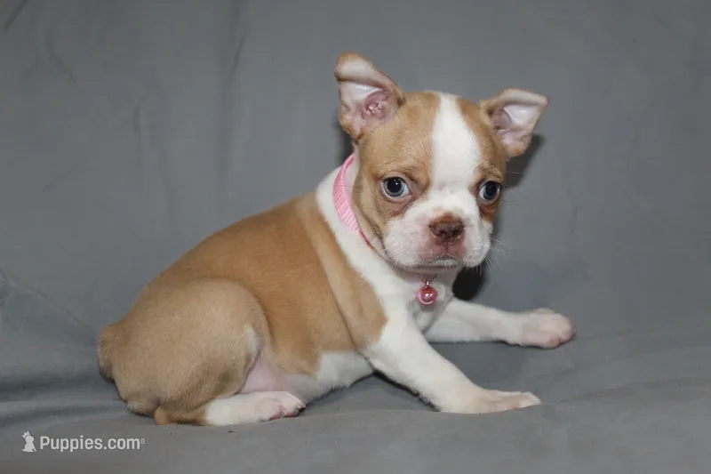 Luna – Boston Terrier puppy on hold in Brooksville, FL