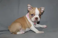 Luna, a female Boston Terrier for sale in Brooksville, FL – 1 of 7