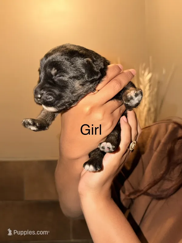 Sheepadoodle Mix Lab – Labrador Retriever, Sheepadoodle puppy for sale in Pontiac, MI