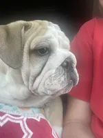 🤠COWBOY 🤠, a male English Bulldog for sale in Grovespring, MO – 4 of 10