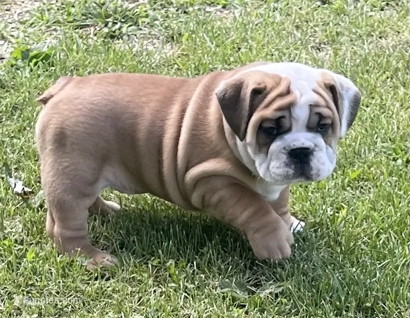 🐾ROLO🐾 – English Bulldog puppy for sale in Grovespring, MO