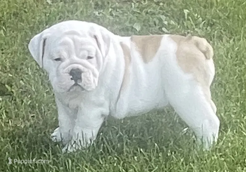 🐾MAXWELL🐾 – English Bulldog puppy for sale in Grovespring, MO