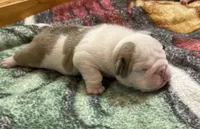 🐾DUECE🐾, a male English Bulldog for sale in Grovespring, MO – 2 of 3