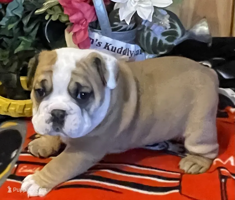 🐾ROLO🐾 – English Bulldog puppy for sale in Grovespring, MO