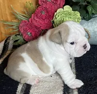 🐾ELMER🐾, a male English Bulldog for sale in Grovespring, MO – 4 of 8