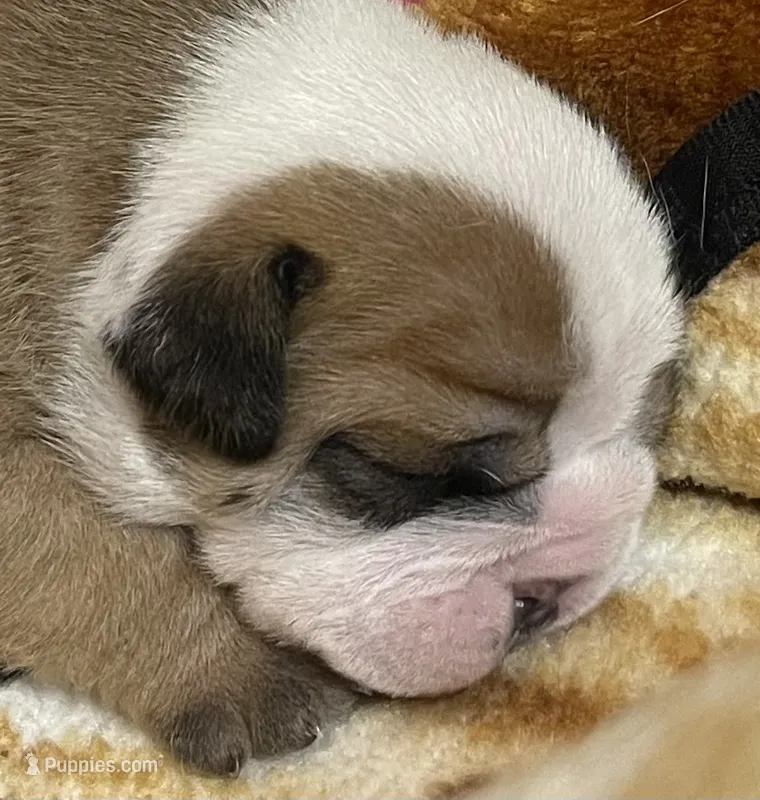 🐾ROLO🐾 – English Bulldog puppy for sale in Grovespring, MO