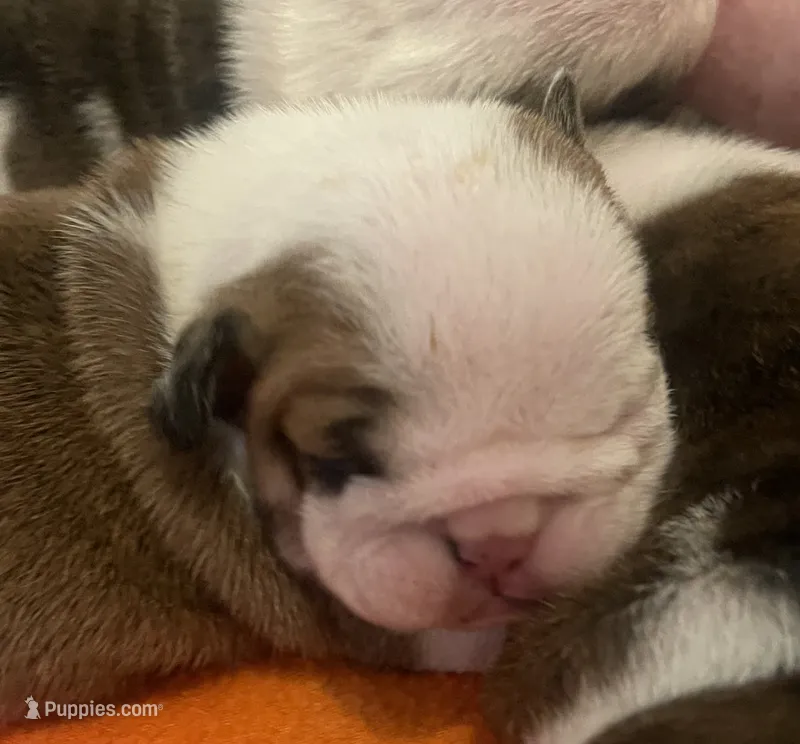 🌺Emma Grace🌺 – English Bulldog puppy for sale in Grovespring, MO