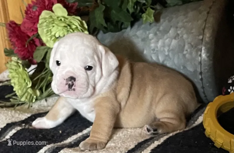 🐾 MAVERICK🐾 – English Bulldog puppy for sale in Grovespring, MO