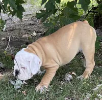 🐾Rocko🐾, a male English Bulldog for sale in Grovespring, MO – 6 of 7